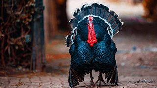 The Presidential Turkey Pardon