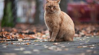 A Street Cat Named Bob