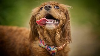 Telling a Prank Story