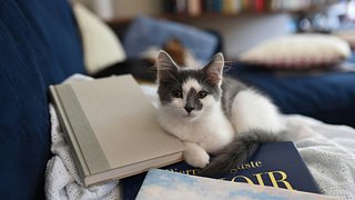 Cat visiting a local library